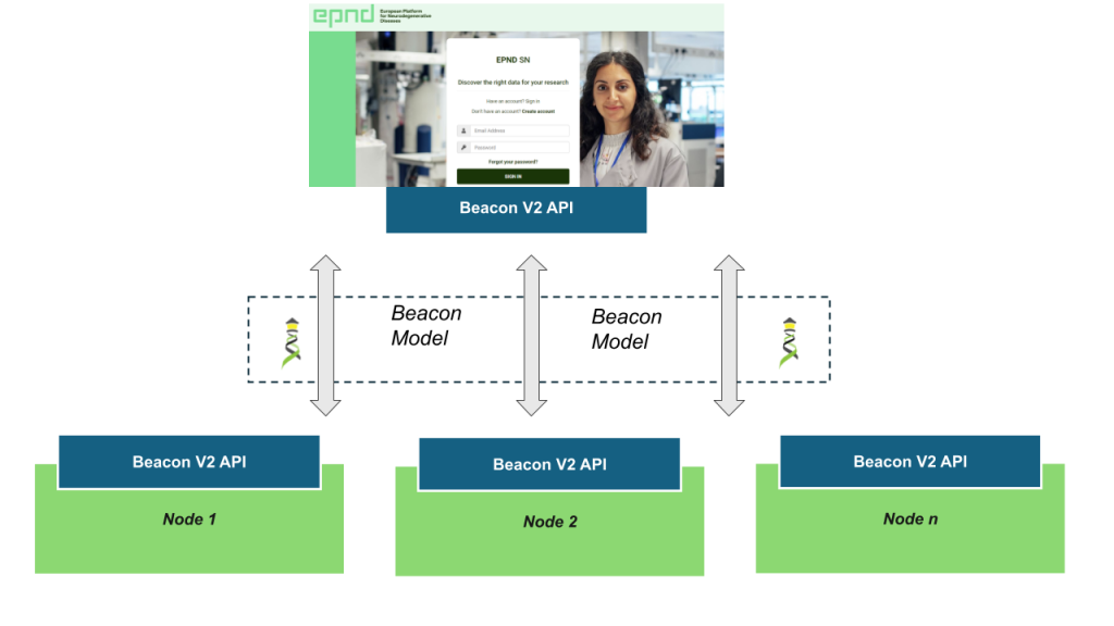 Diagram of BeaconV2 interoperability between multiple nodes.